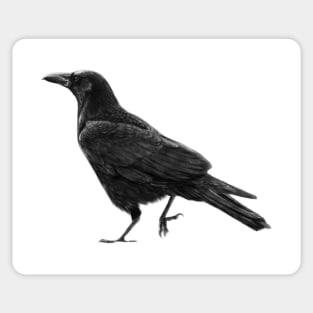 Crow Painting Sticker